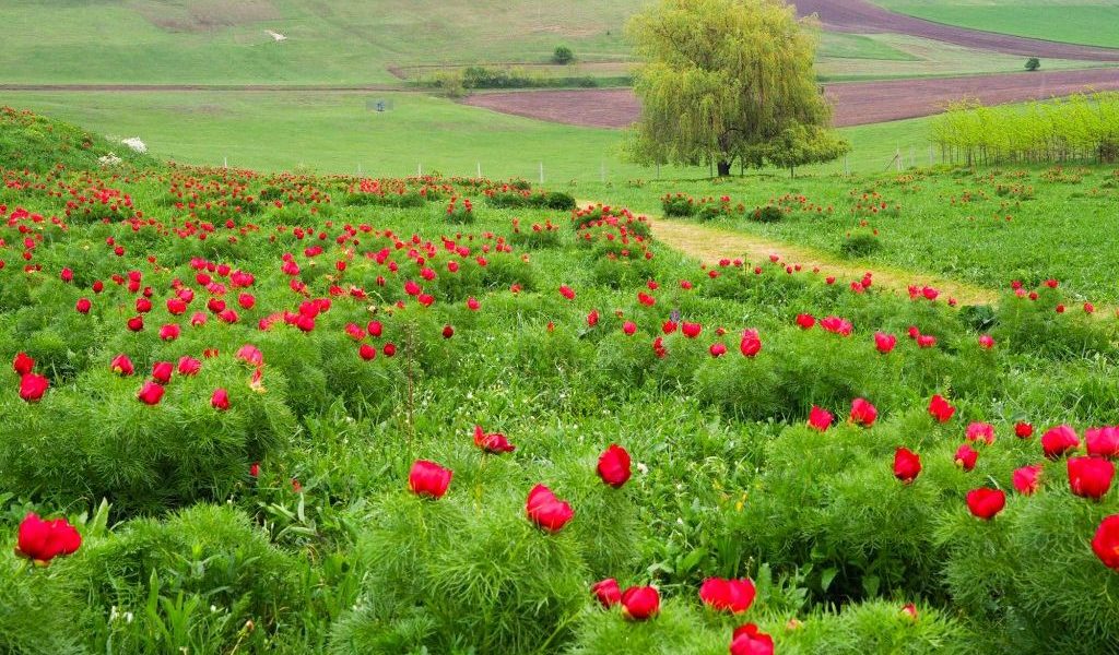 Bujorii de la Zau de Câmpie, vedete: festival și flori-minune, unice în Europa