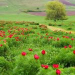 Bujorii de la Zau de Câmpie, vedete: festival și flori-minune, unice în Europa