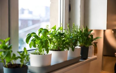 Plantele Feng Shui: Alungă energiile negative și atrag norocul în casă! Tradiție din România