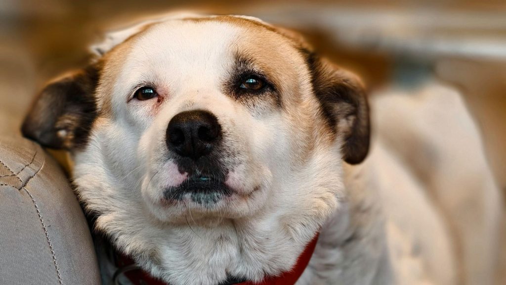 Un câine a fost găsit mort, legat de un copac pe marginea șoselei, în apropierea municipiului Caracal, iar doi bărbați au fost reținuți de polițiști în urma acestui incident