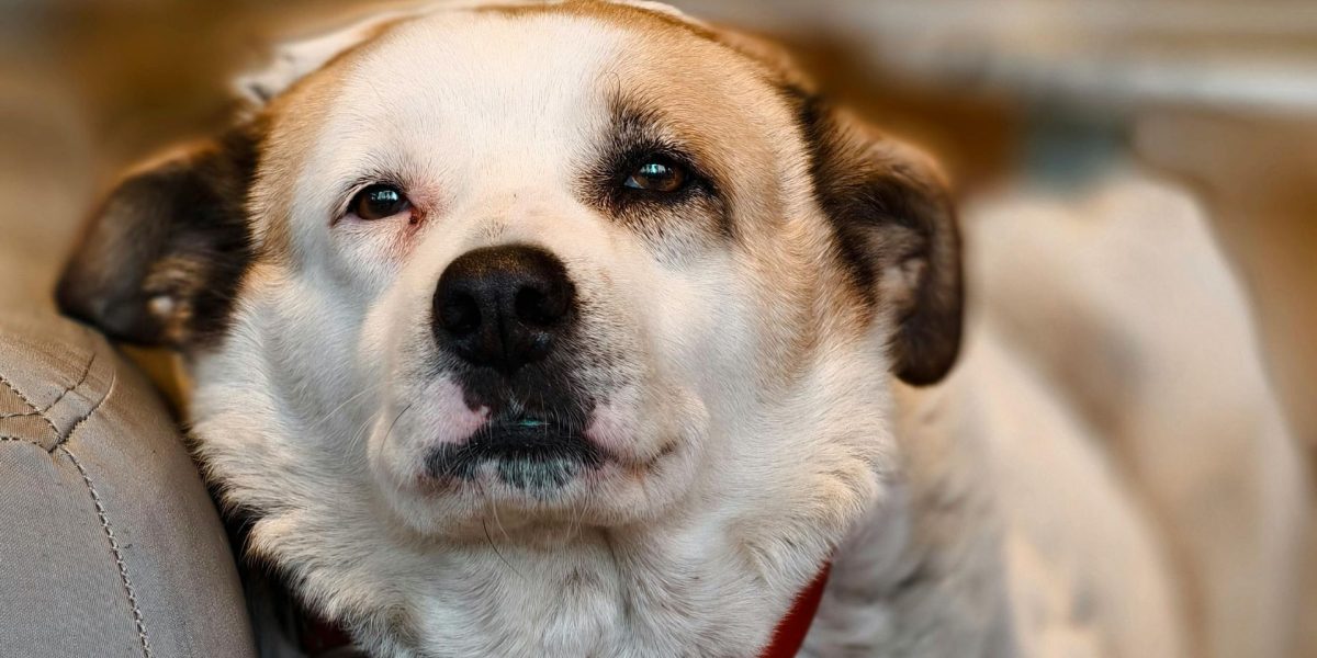 Doi bărbați din Caracal, acuzați că au ucis un câine, sub control judiciar