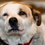 Doi bărbați din Caracal, acuzați că au ucis un câine, sub control judiciar