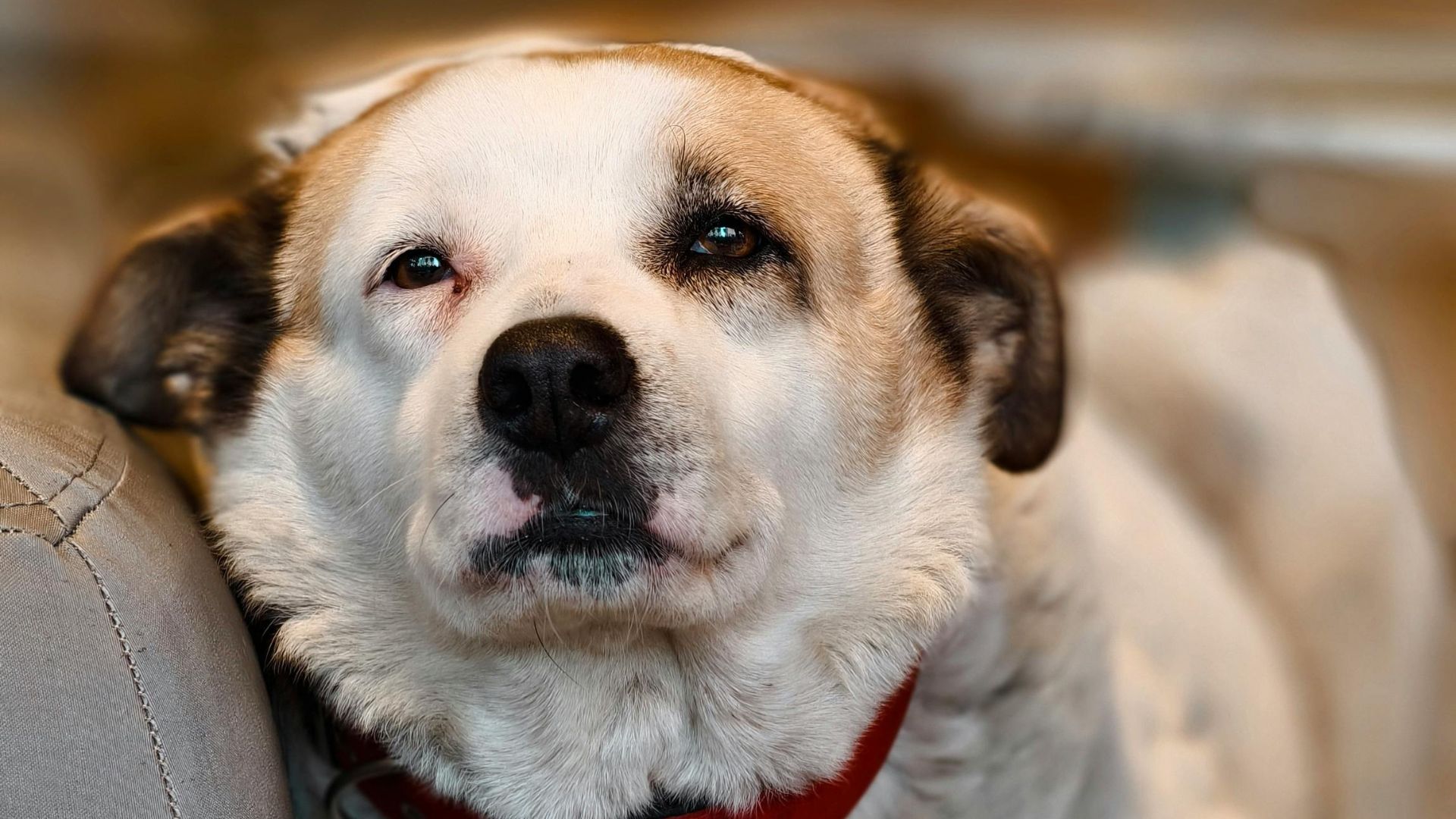 Un câine a fost găsit mort, legat de un copac pe marginea șoselei, în apropierea municipiului Caracal, iar doi bărbați au fost reținuți de polițiști în urma acestui incident