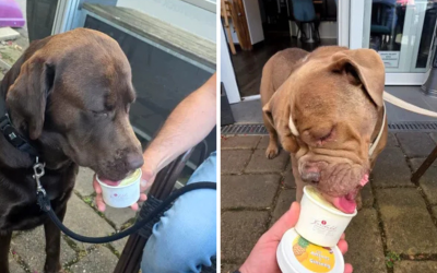 Românul care a dat lovitura în Germania: Înghețată pentru câini, profituri uriașe