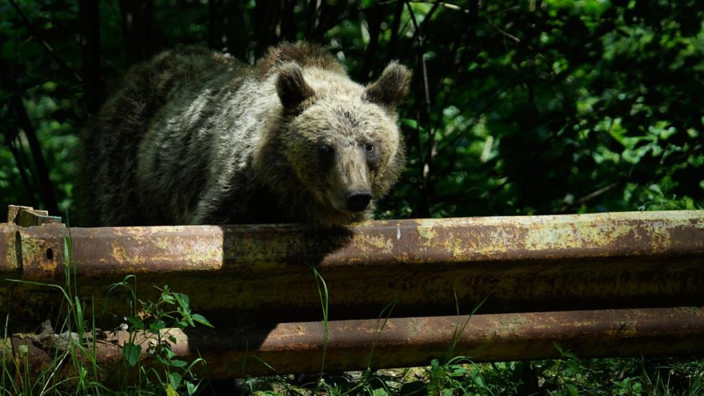 Urșii, VÂNAȚI ca niciodată: Cota de ABATERE dublată. Câți vor pieri în 2026?