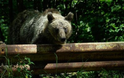 Urșii, VÂNAȚI ca niciodată: Cota de ABATERE dublată. Câți vor pieri în 2026?