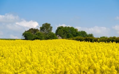 România, lider european: A depășit Germania la exportul de rapiță