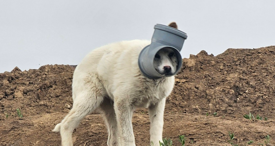 Câine cu capul blocat într-o țeavă în Ilfov: Apel urgent pentru salvare!