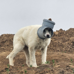 Câine cu capul blocat într-o țeavă în Ilfov: Apel urgent pentru salvare!