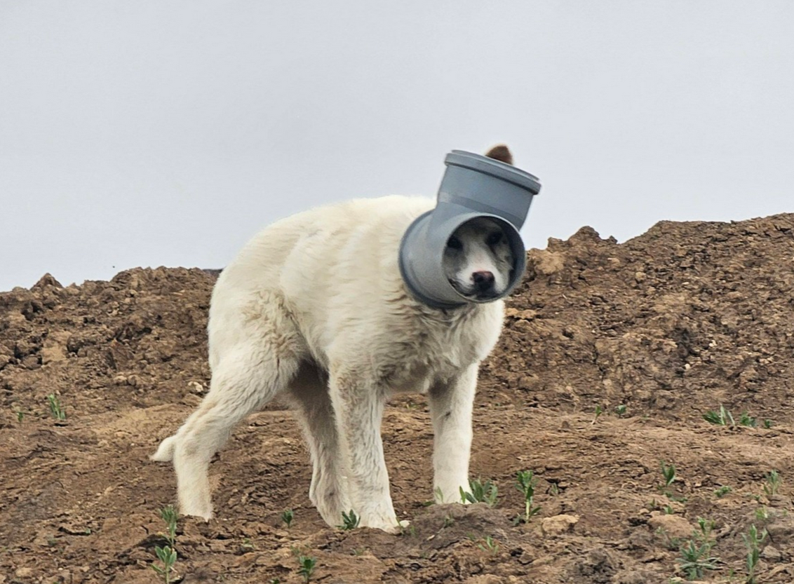 Câine cu capul blocat într-o țeavă în Ilfov: Apel urgent pentru salvare!