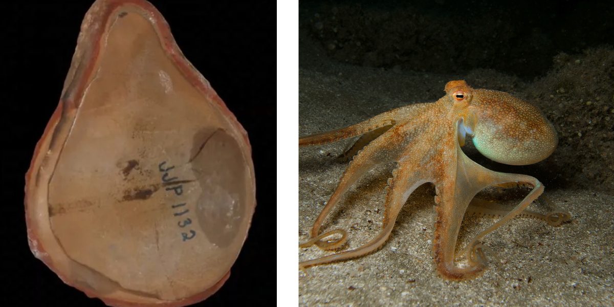 Marea confuzie: Caracatița record a fost, de fapt, altceva