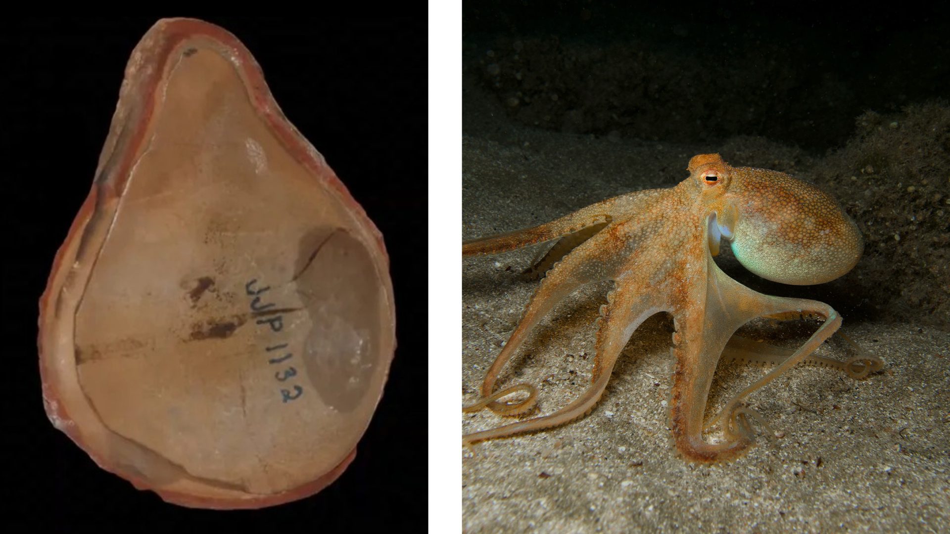 Marea confuzie: Caracatița record a fost, de fapt, altceva