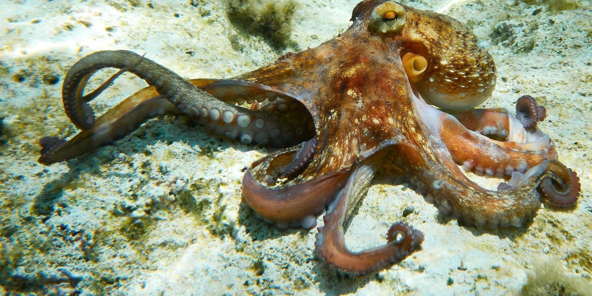 Cum se împerechează caracatițele: Misterul brațului fertilizator dezvăluit