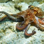 Cum se împerechează caracatițele: Misterul brațului fertilizator dezvăluit