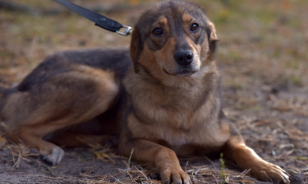 Dresor, filmat brutalizând un câine: Imaginile șocante fac înconjurul României