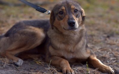 Dresor, filmat brutalizând un câine: Imaginile șocante fac înconjurul României