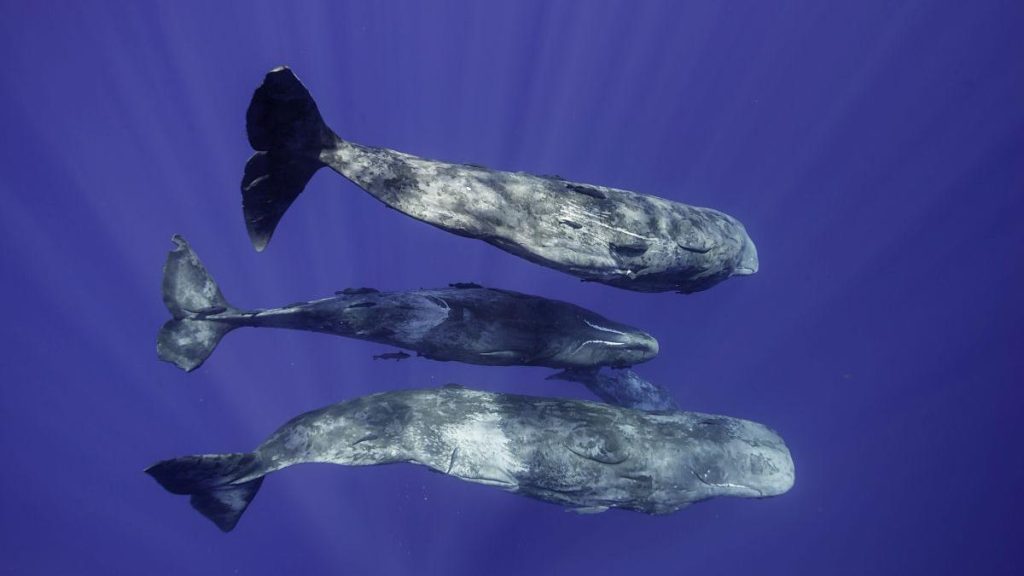 Cașaloții vorbesc aproape ca oamenii? Cercetătorii au descifrat „coda”