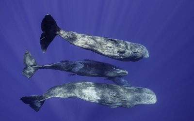 Cașaloții vorbesc aproape ca oamenii? Cercetătorii au descifrat „coda”