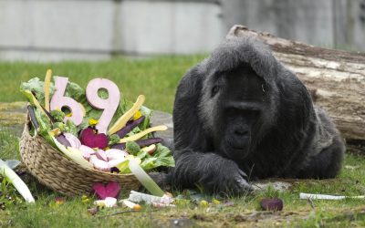 Gorila record de vârstă, aniversare grandioasă la Zoo Berlin
