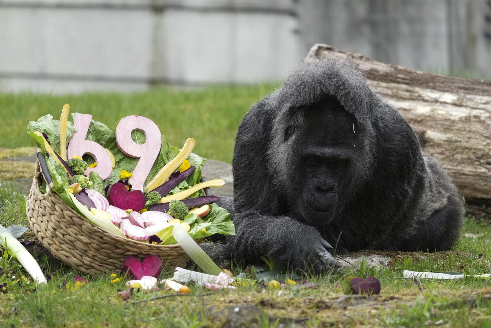Gorila record de vârstă, aniversare grandioasă la Zoo Berlin