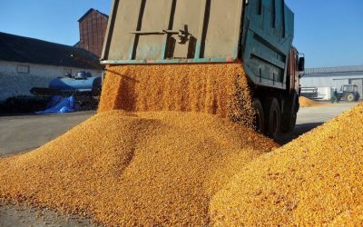 Record de producție, profituri uriașe: Agropec Dionis, campioană la cereale în 2025