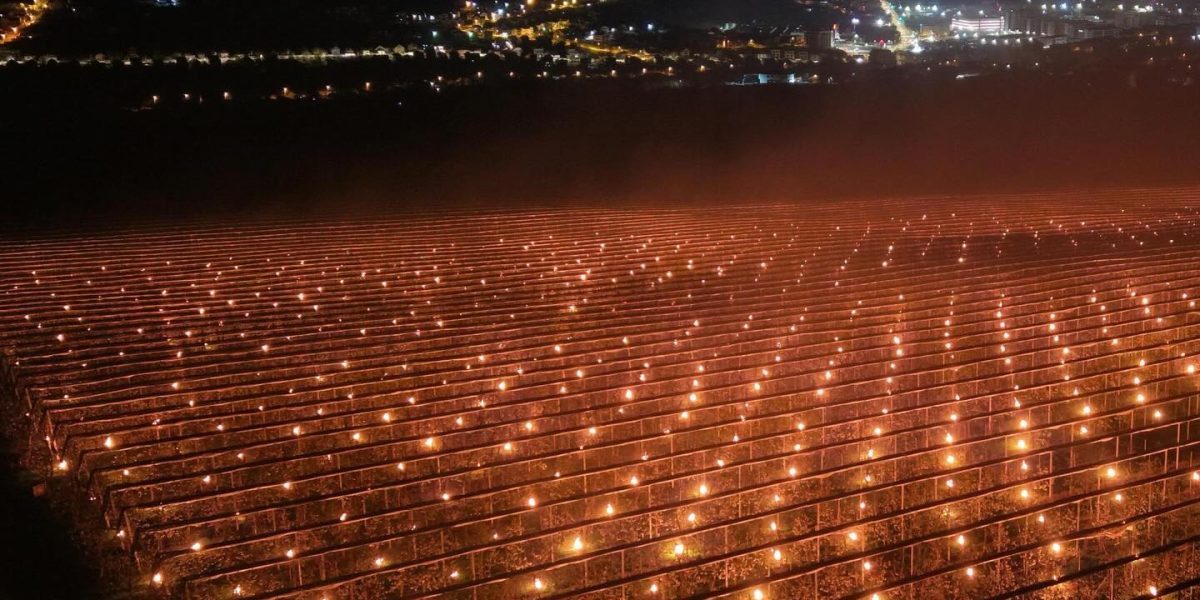 Agricultor, 40.000 de euro într-o noapte: A salvat cireșele de furia naturii