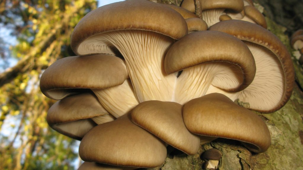 AI transformă zațul de cafea în ciuperci: Inovație agricolă revoluționară