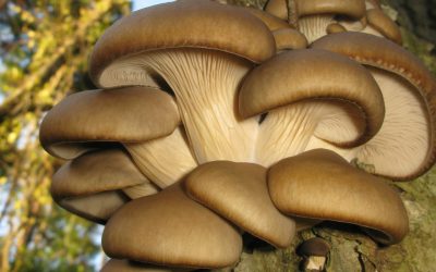 AI transformă zațul de cafea în ciuperci: Inovație agricolă revoluționară