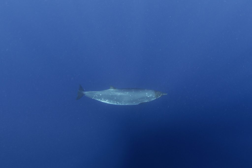 Creatură misterioasă din adâncuri, după 150 de ani: Cercetătorii, uluiți