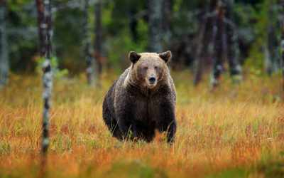 Ursii, vânătoarea lor, curând dublată: Câți vor fi sacrificați în 2026?
