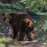 Primar Cluj, sfat inedit anti-urși: Biserica, cu grup și… zgomot!