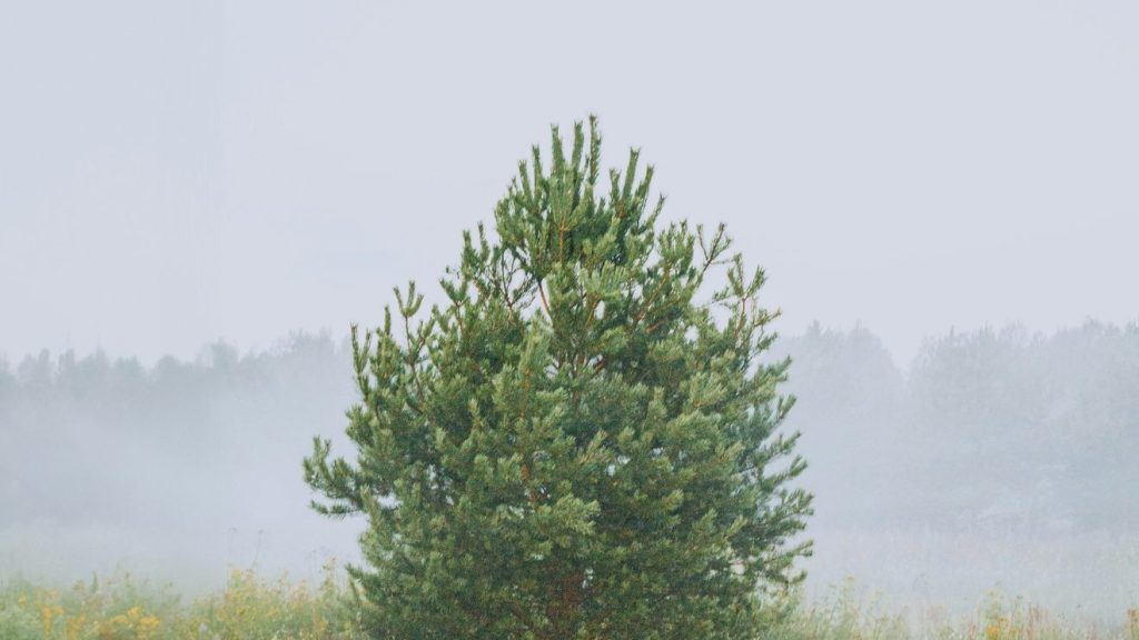 Prognoza meteo pentru 17 Aprilie în Mid-Michigan: Ploi și temperaturi oscilante