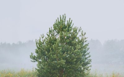 Prognoza meteo pentru 17 Aprilie în Mid-Michigan: Ploi și temperaturi oscilante