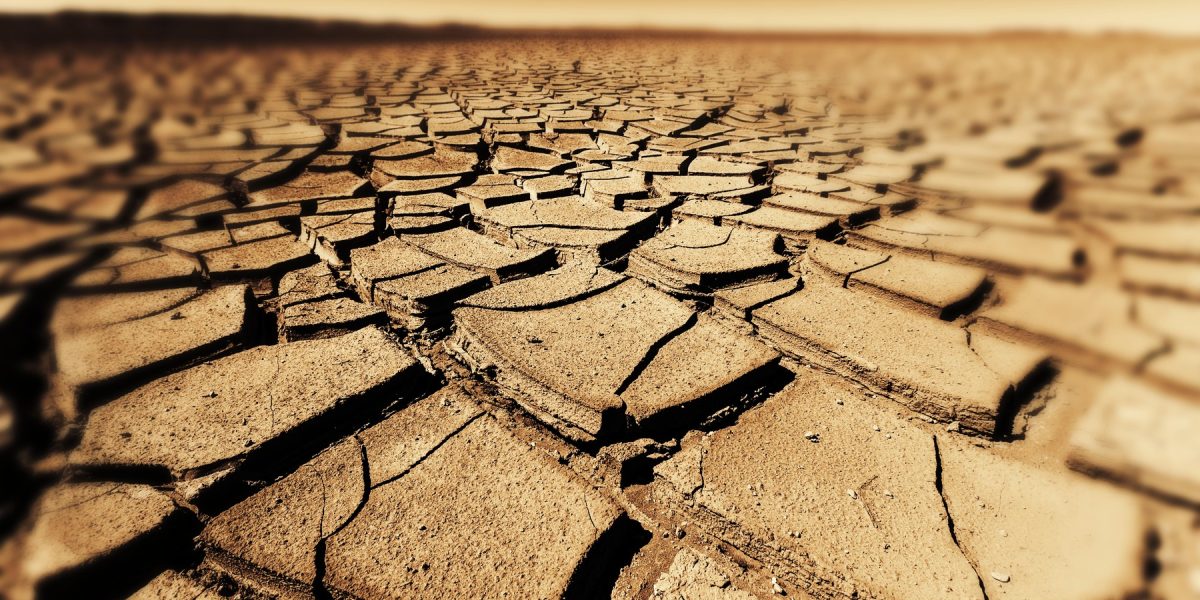 Seceleța accelerează dezvoltarea bacteriilor rezistente la antibiotice conform unui studiu alarmant