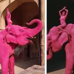 Chanchal, elefantul ROZ care a șocat India: A murit după ședința foto