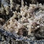 Șalăul revine în Razim–Sinoie: S-a încheiat sezonul de eliberare a icrelor