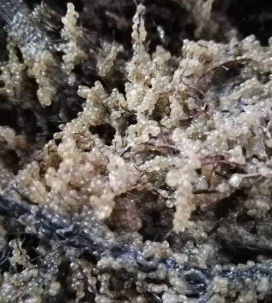 Șalăul revine în Razim–Sinoie: S-a încheiat sezonul de eliberare a icrelor