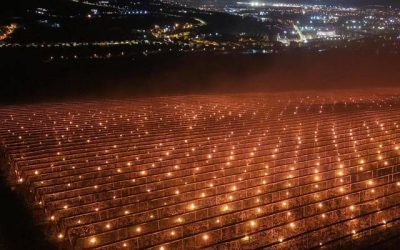 „Am ars” 40.000 de euro ca să salvăm pomii, povestește un fermier din Cluj – FOTO, VIDEO