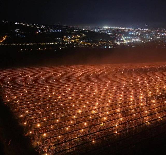 „Am ars” 40.000 de euro ca să salvăm pomii, povestește un fermier din Cluj – FOTO, VIDEO