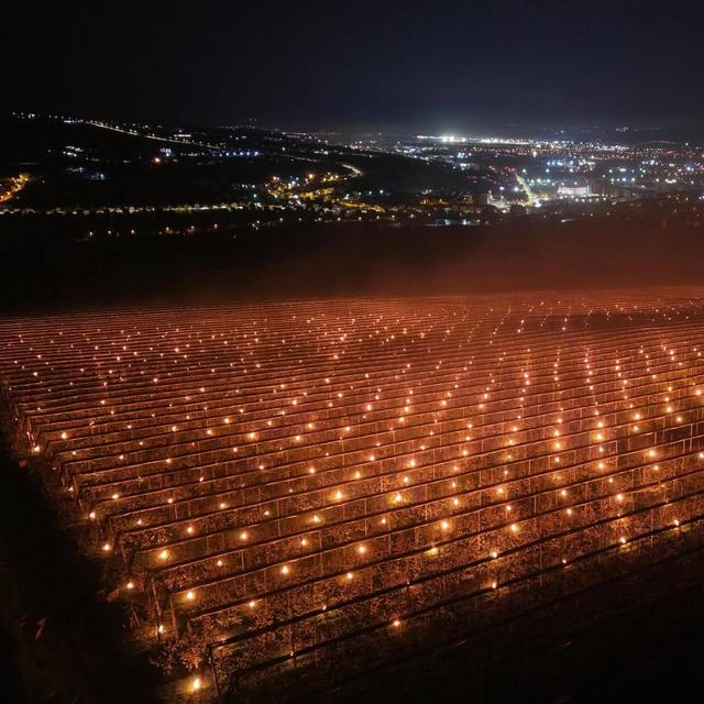 „Am ars” 40.000 de euro ca să salvăm pomii, povestește un fermier din Cluj – FOTO, VIDEO