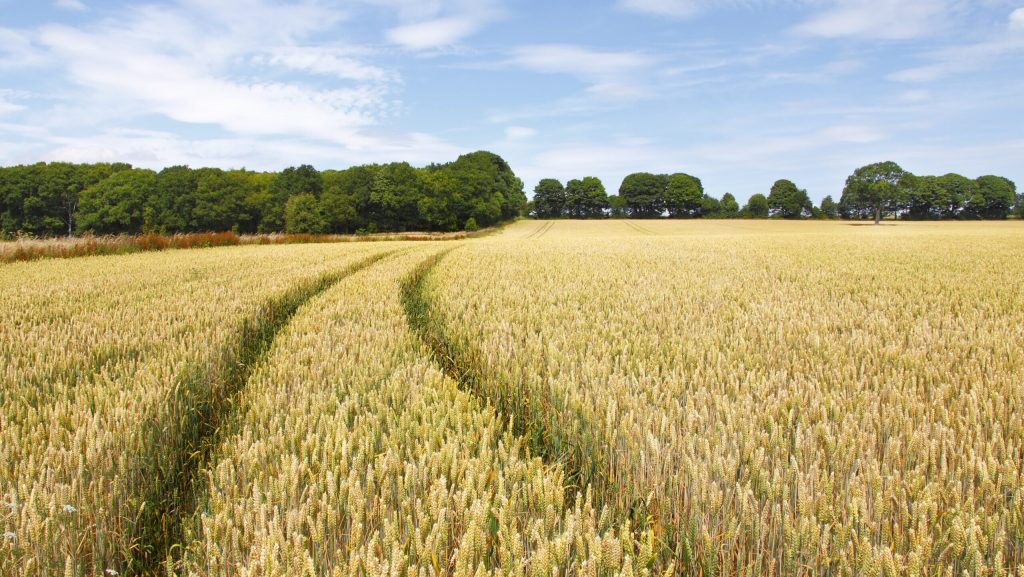 Ajutoare consistente pentru fermierii din Republica Moldova în 2026