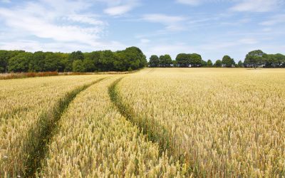 Ajutoare consistente pentru fermierii din Republica Moldova în 2026