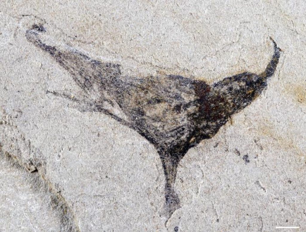 O descoperire recentă de fosile în sud-vestul Chinei schimbă modul în care oamenii de știință înțeleg apariția animalelor complexe care au trăit înainte de explozia cambriană