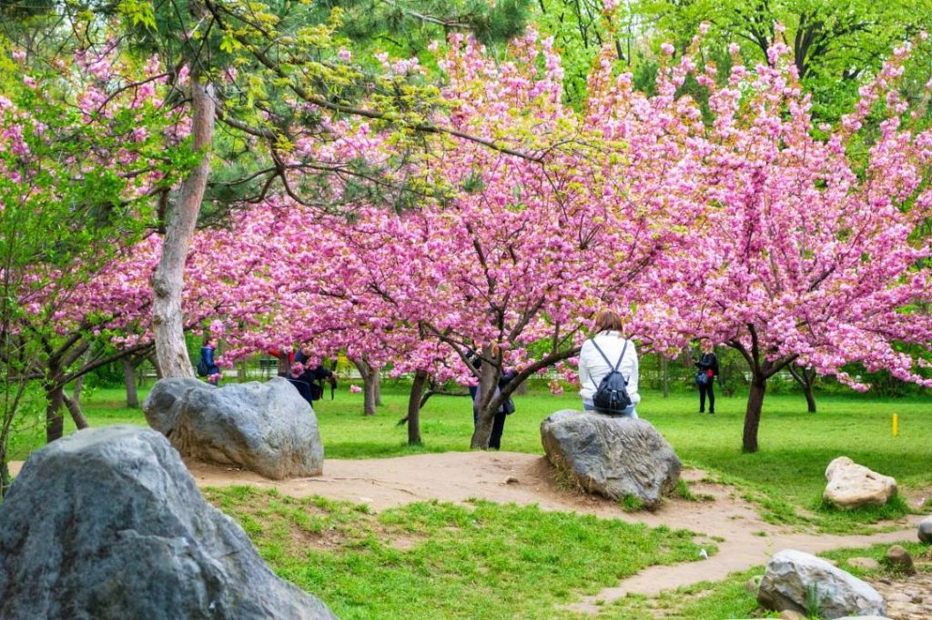 Hanami în Parcul Regele Mihai I din București: Florile de cireș vestesc primăvara