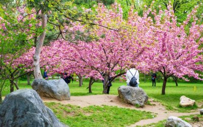 Hanami în Parcul Regele Mihai I din București: Florile de cireș vestesc primăvara