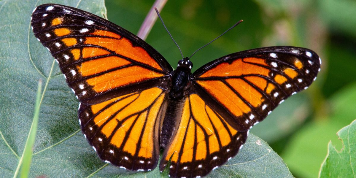 Expoziție inedită la Antipa: Fluturi din întreaga lume, expuși la București