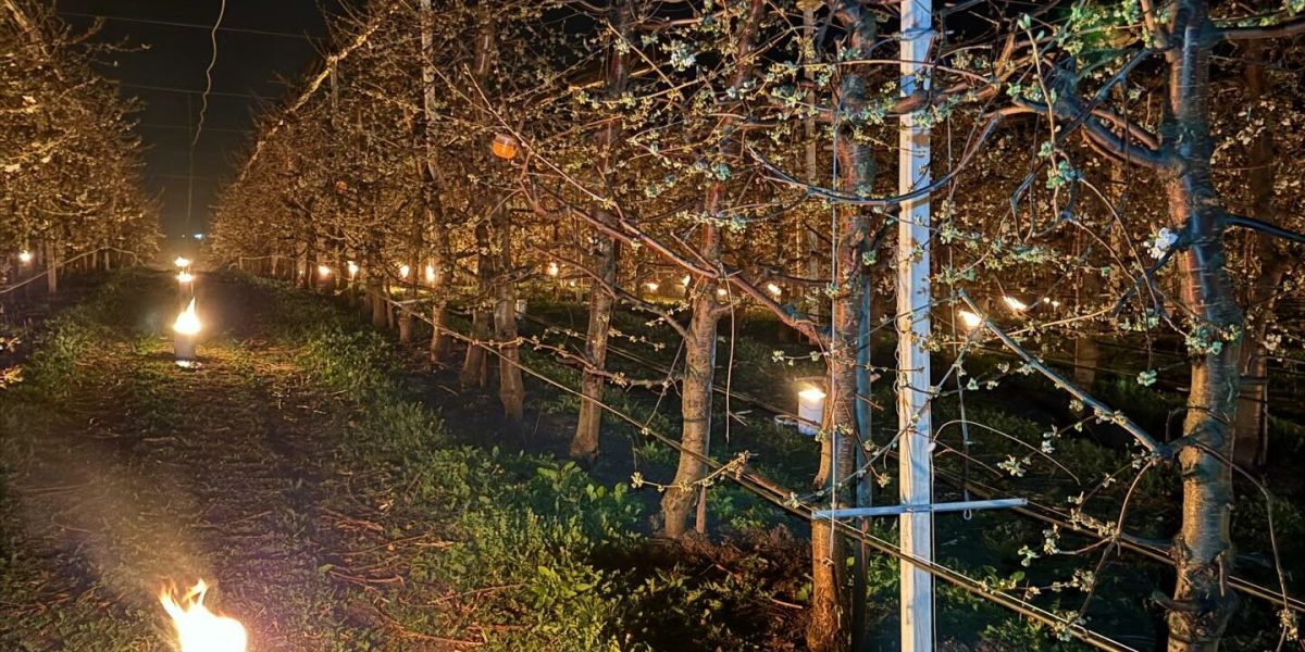 Patruzeci de mii de euro, arși pentru a salva cireșii de îngheț