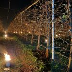 Patruzeci de mii de euro, arși pentru a salva cireșii de îngheț