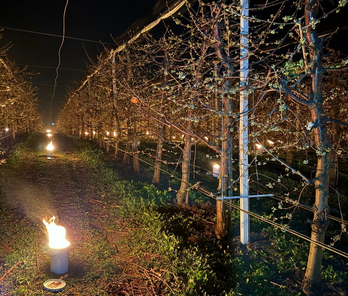 Patruzeci de mii de euro, arși pentru a salva cireșii de îngheț