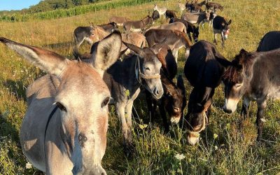 Argentina, în infern: Inflație uriașă, carne de măgar și reforme „pentru 50 de ani” de Javier Milei